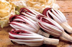 Radicchio di Treviso
